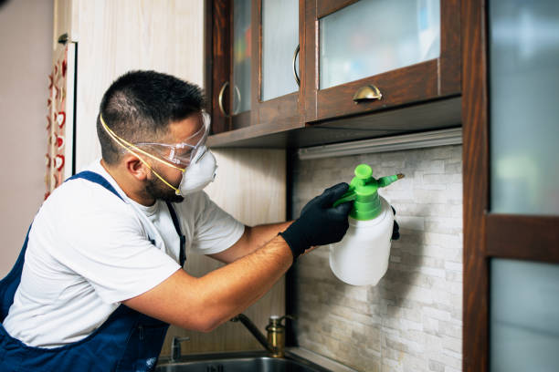 Best Local Pest Control Services  in Drexel Heights, AZ