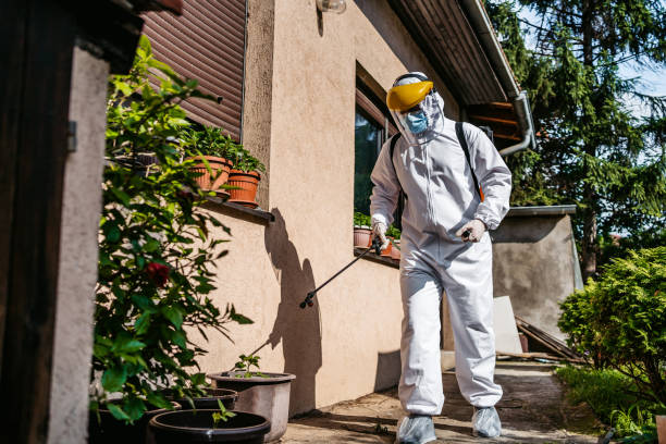 Best Termite Control Services  in Drexel Heights, AZ