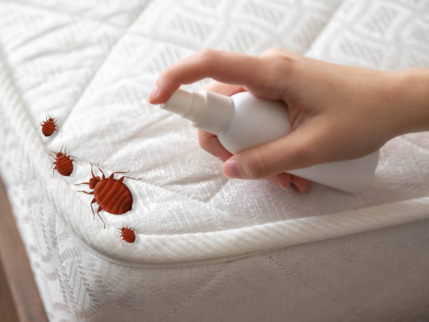 Best Local Pest Control Services  in Drexel Heights, AZ
