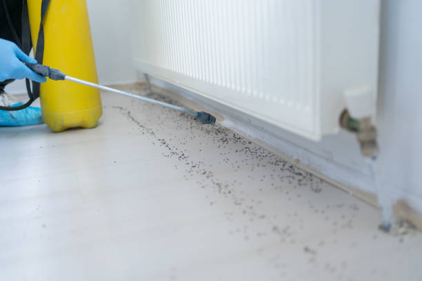 Best Cockroach Control Services  in Drexel Heights, AZ