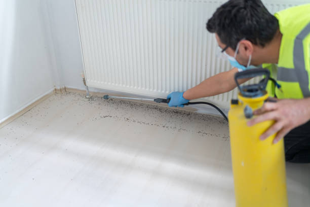 Best Wasp Removal Services  in Drexel Heights, AZ